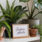 Various indoor plants in clay and ceramic pots with a framed sign reading "Indoor plants" on a white shelf near a window.